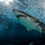 Spendenaktion zur Rettung von Haien: Die North Carolina Aquarium Society lädt ein
