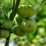 Grüne Tomaten erfolgreich nachreifen lassen